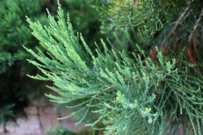 Sequoiadendron giganteum - sekvojovec obrovský - jehlice 9